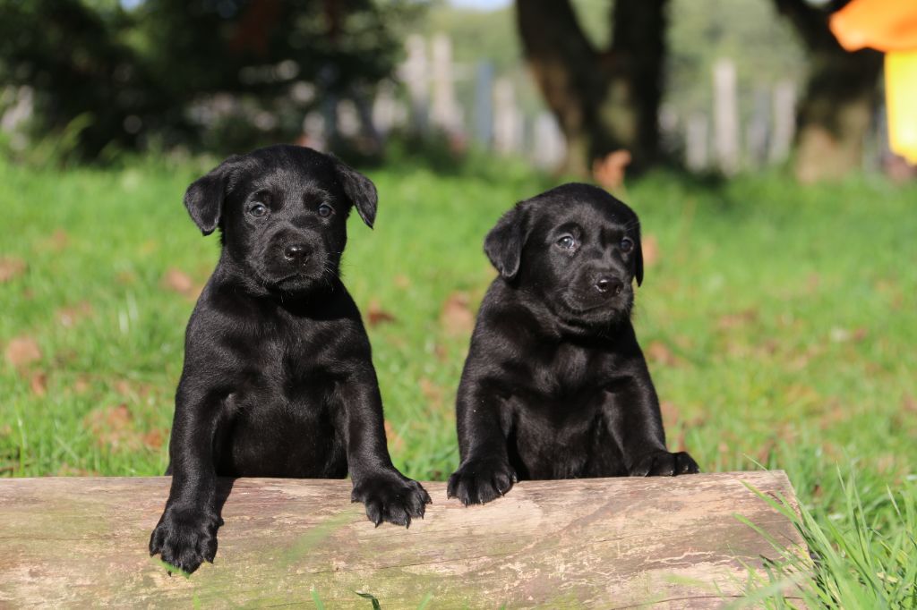 Black Soldier - Chiots disponibles - Labrador Retriever