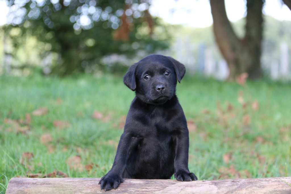 Black Soldier - Chiots disponibles - Labrador Retriever