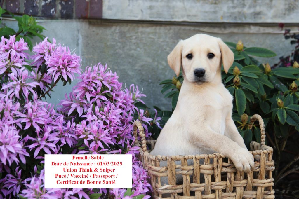 Black Soldier - Chiots disponibles - Labrador Retriever