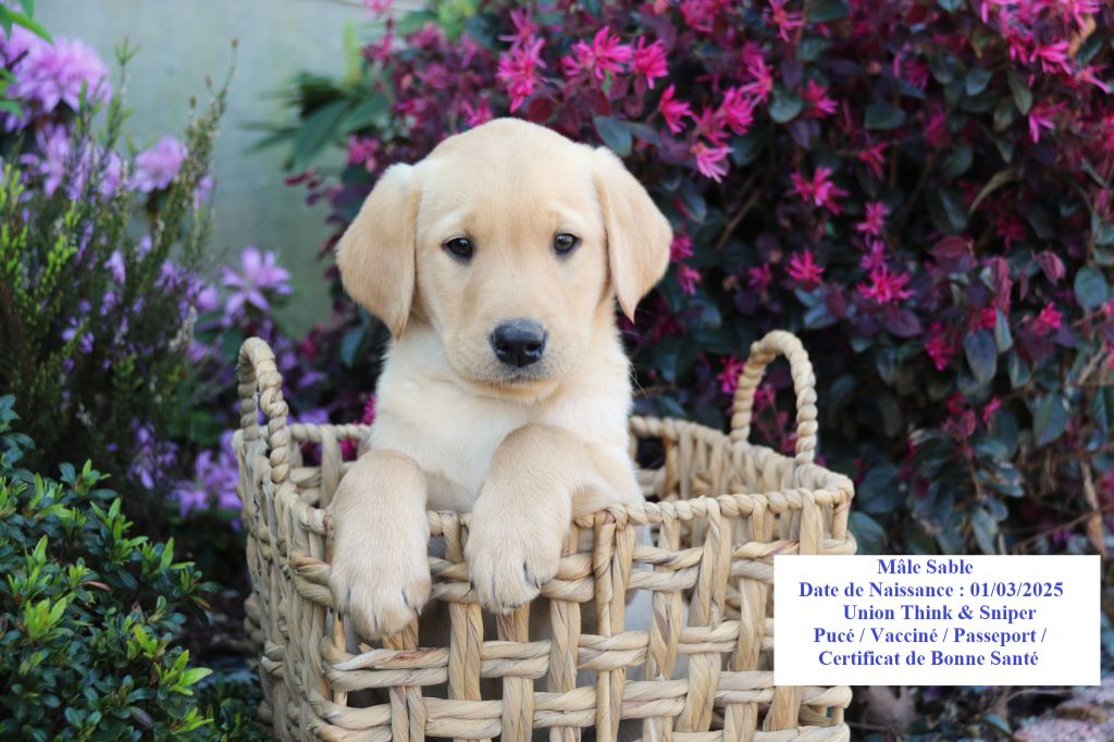 Black Soldier - Chiots disponibles - Labrador Retriever